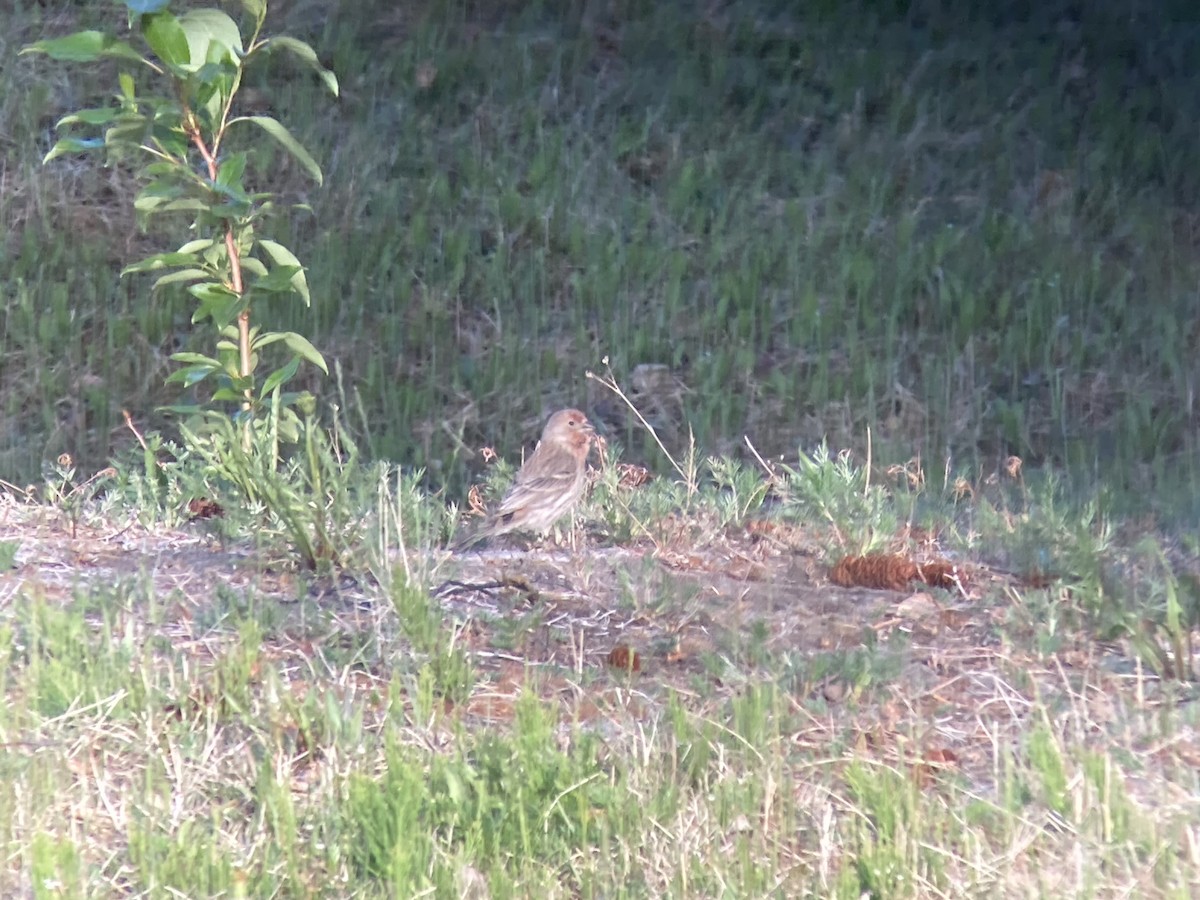 House Finch - ML345649181