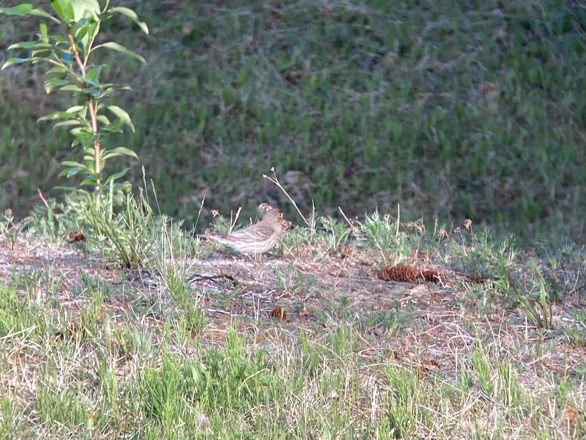 House Finch - ML345649261