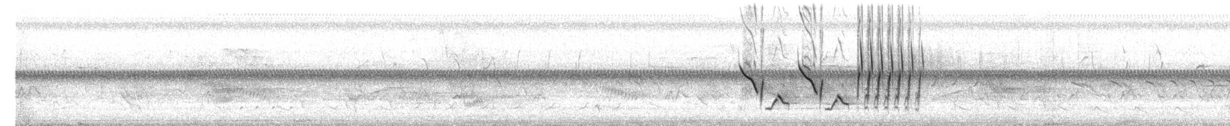 Toquí Flanquirrufo - ML345650351