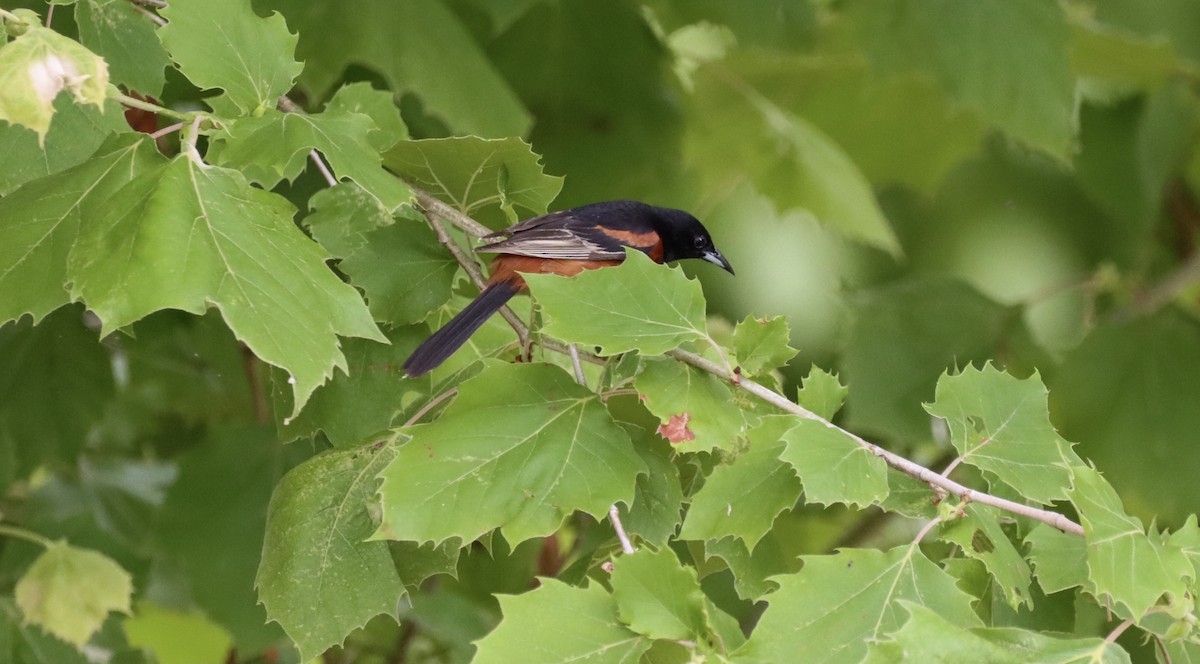 Orchard Oriole - ML345653221