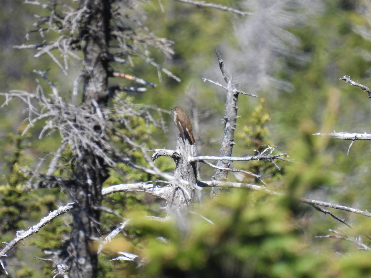 Bicknell's Thrush - ML345653761
