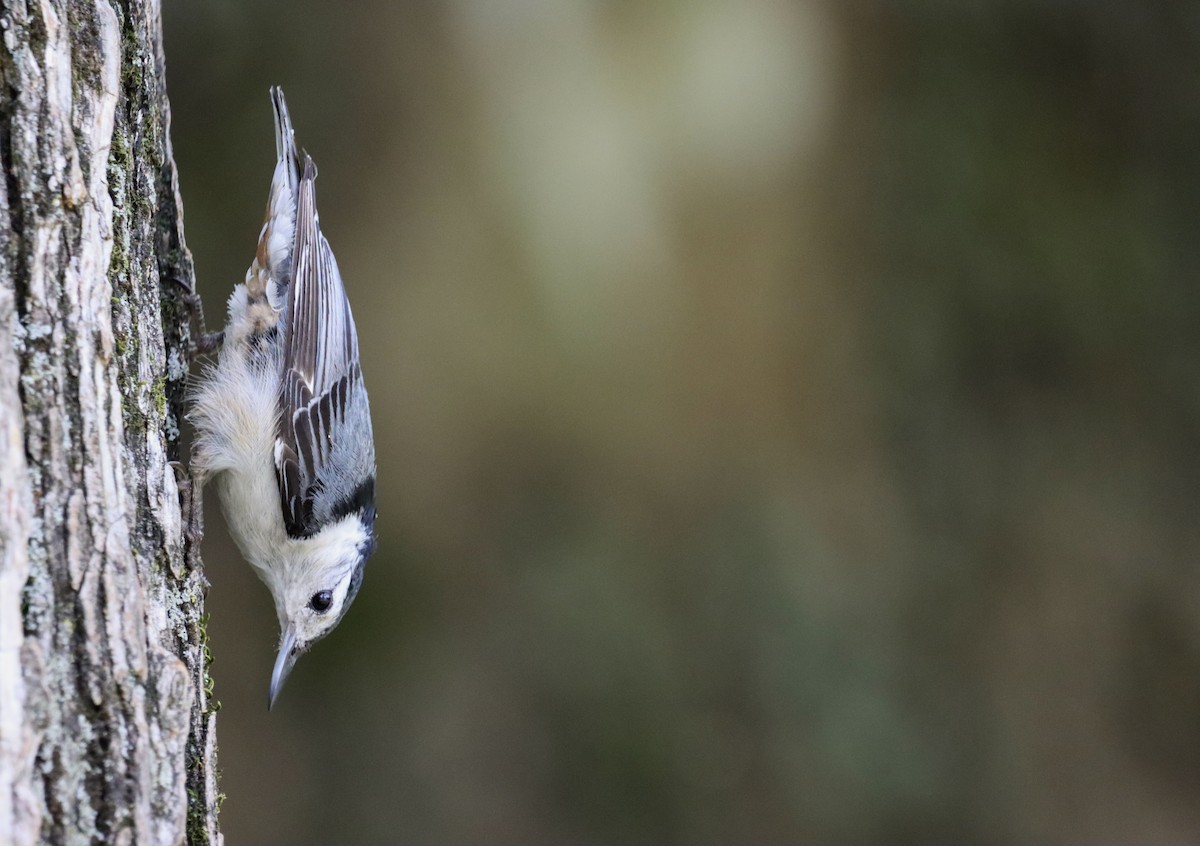 White-breasted Nuthatch - ML345654441