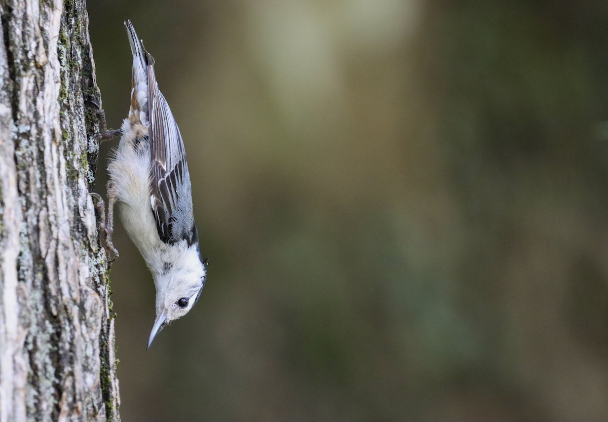 White-breasted Nuthatch - ML345654481