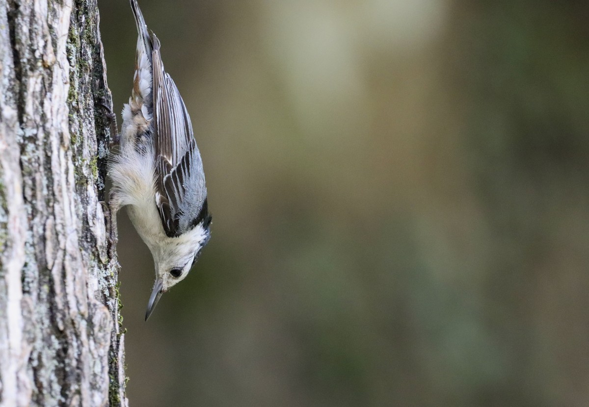White-breasted Nuthatch - ML345654521