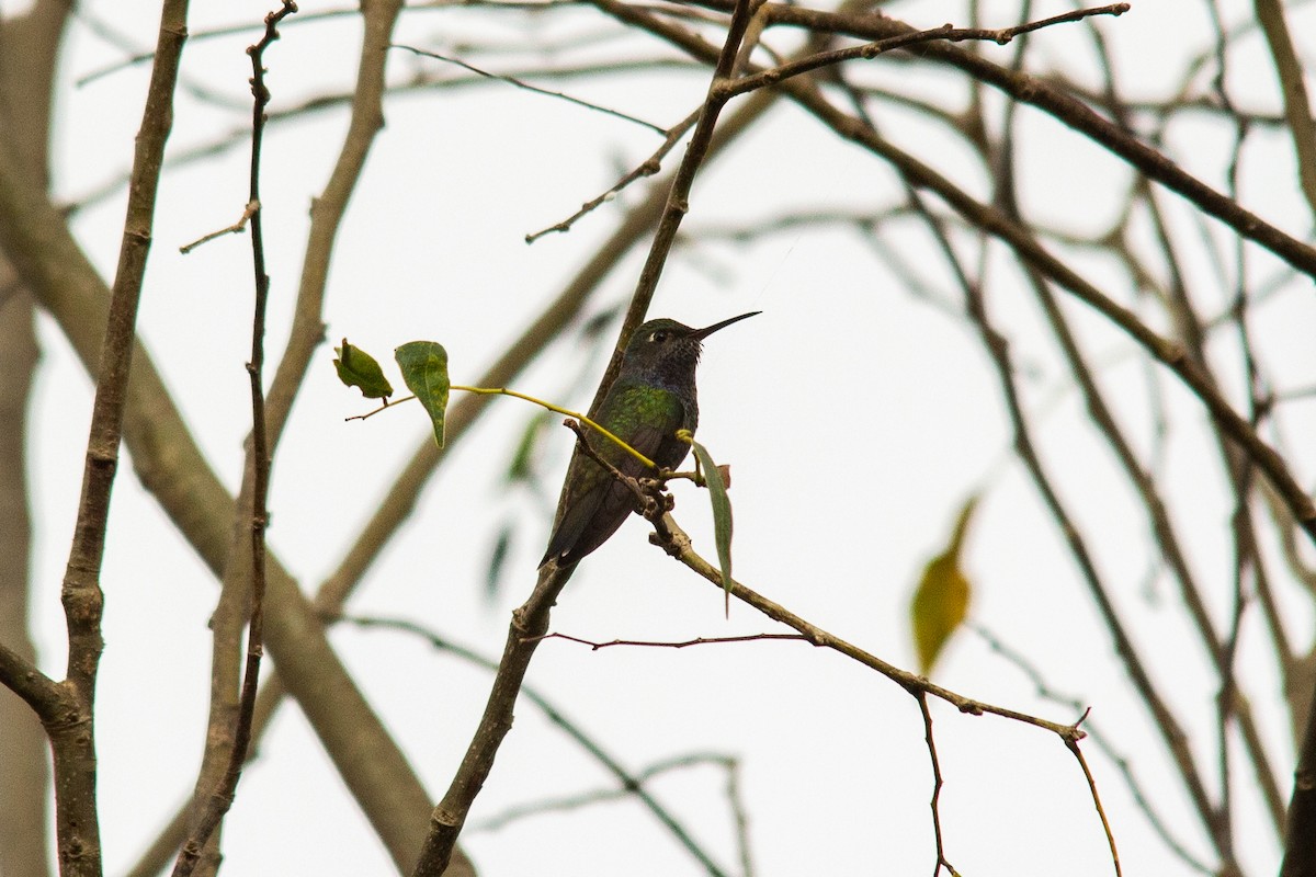 fiolstrupekolibri - ML345655371