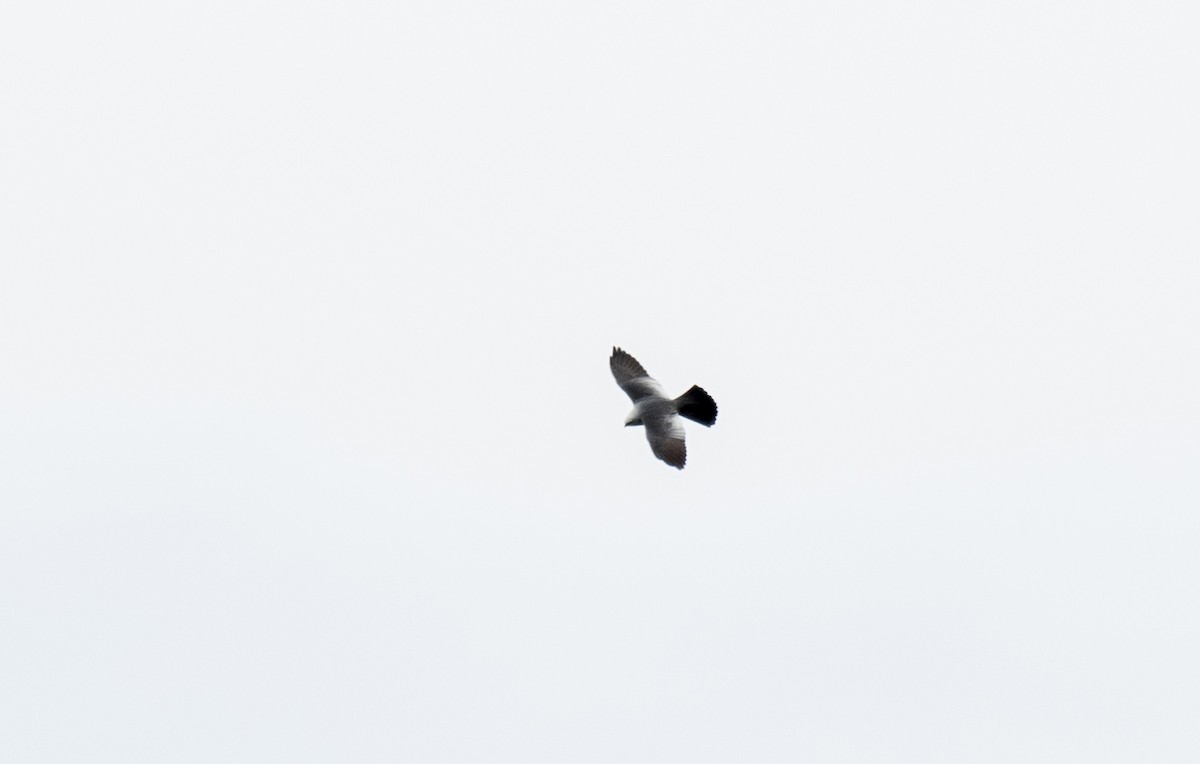 Mississippi Kite - ML345656061