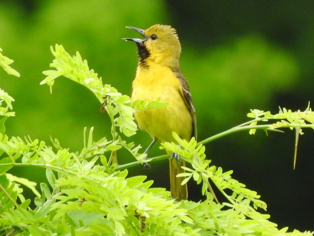 Oriole des vergers - ML345658141