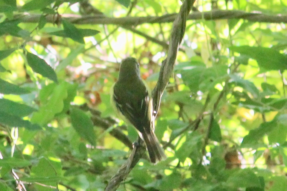 White-eyed Vireo - ML345659171