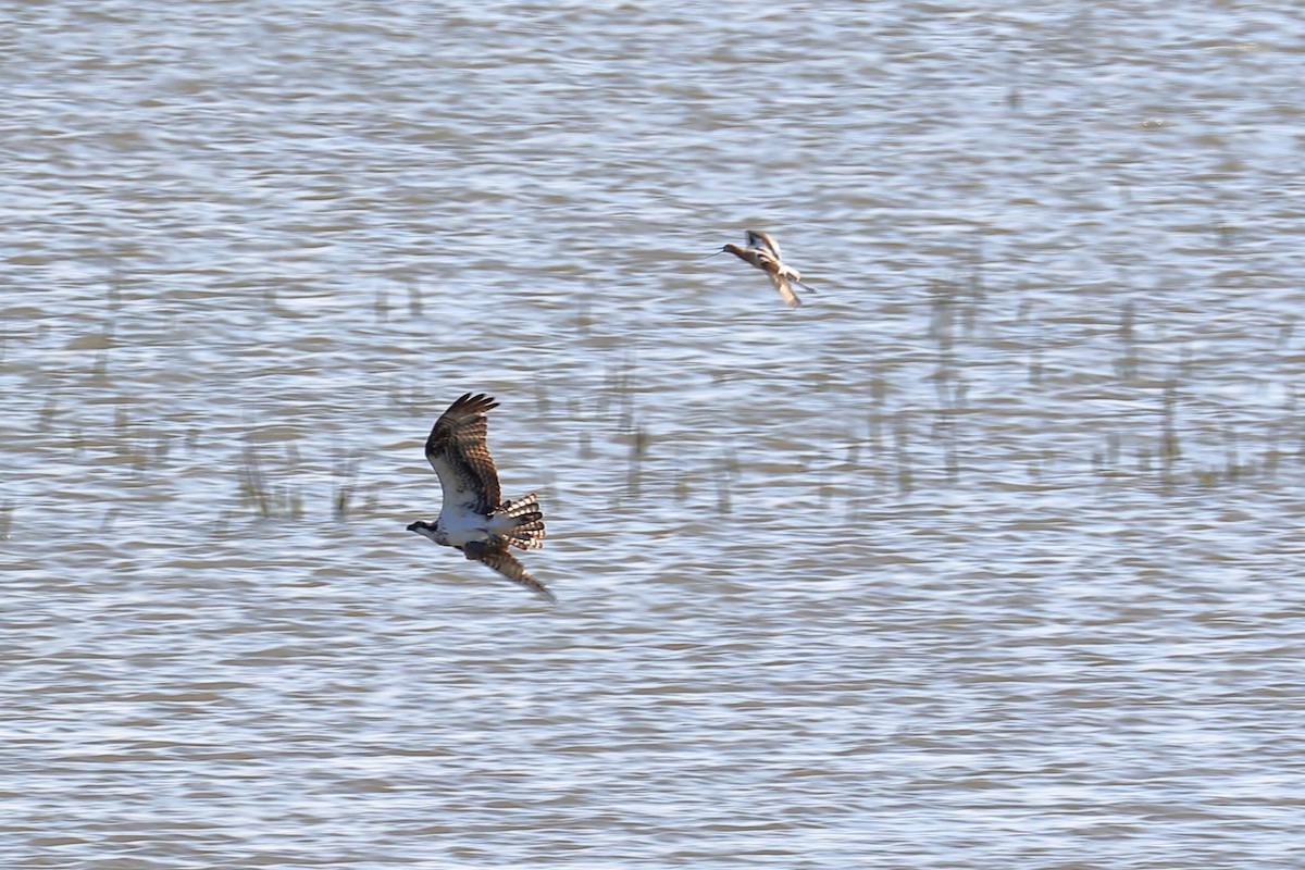 Osprey - Lawrence Haller