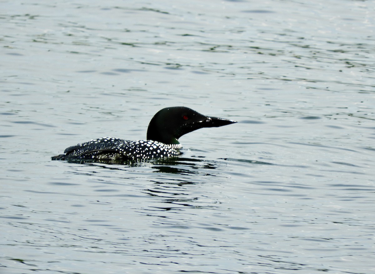 Common Loon - ML345660321