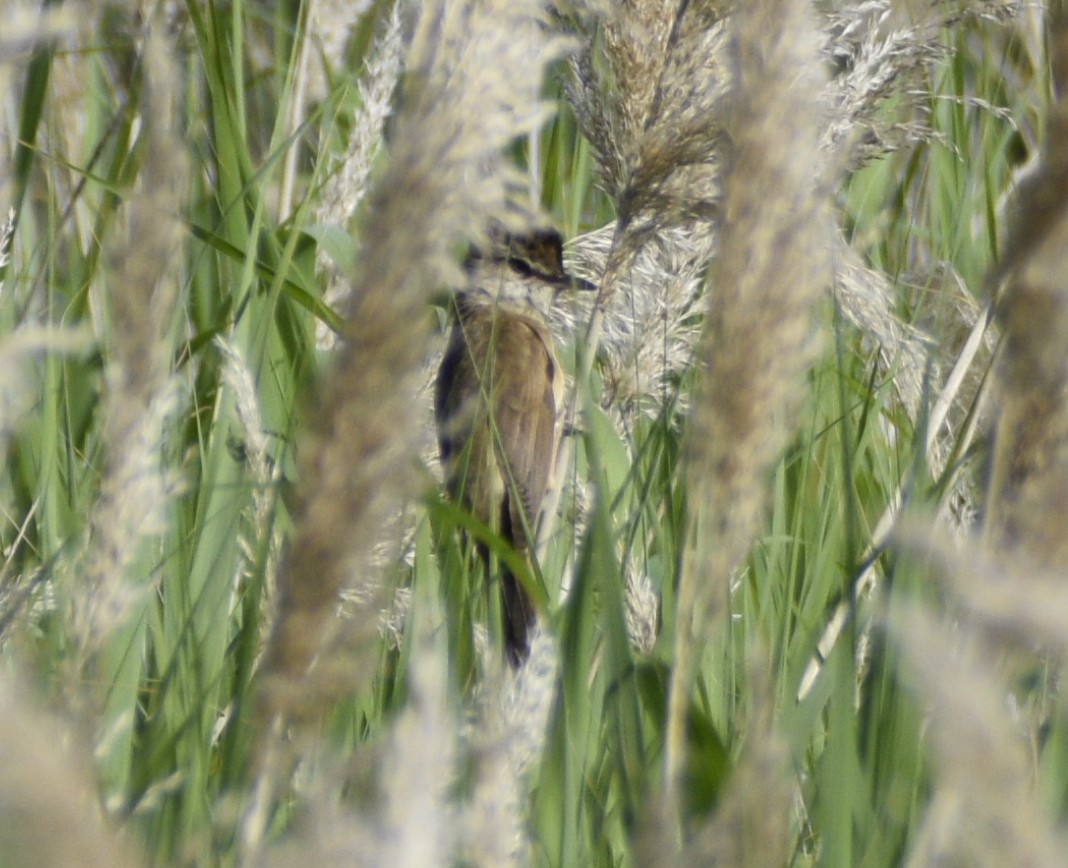 Great Reed Warbler - ML345663441