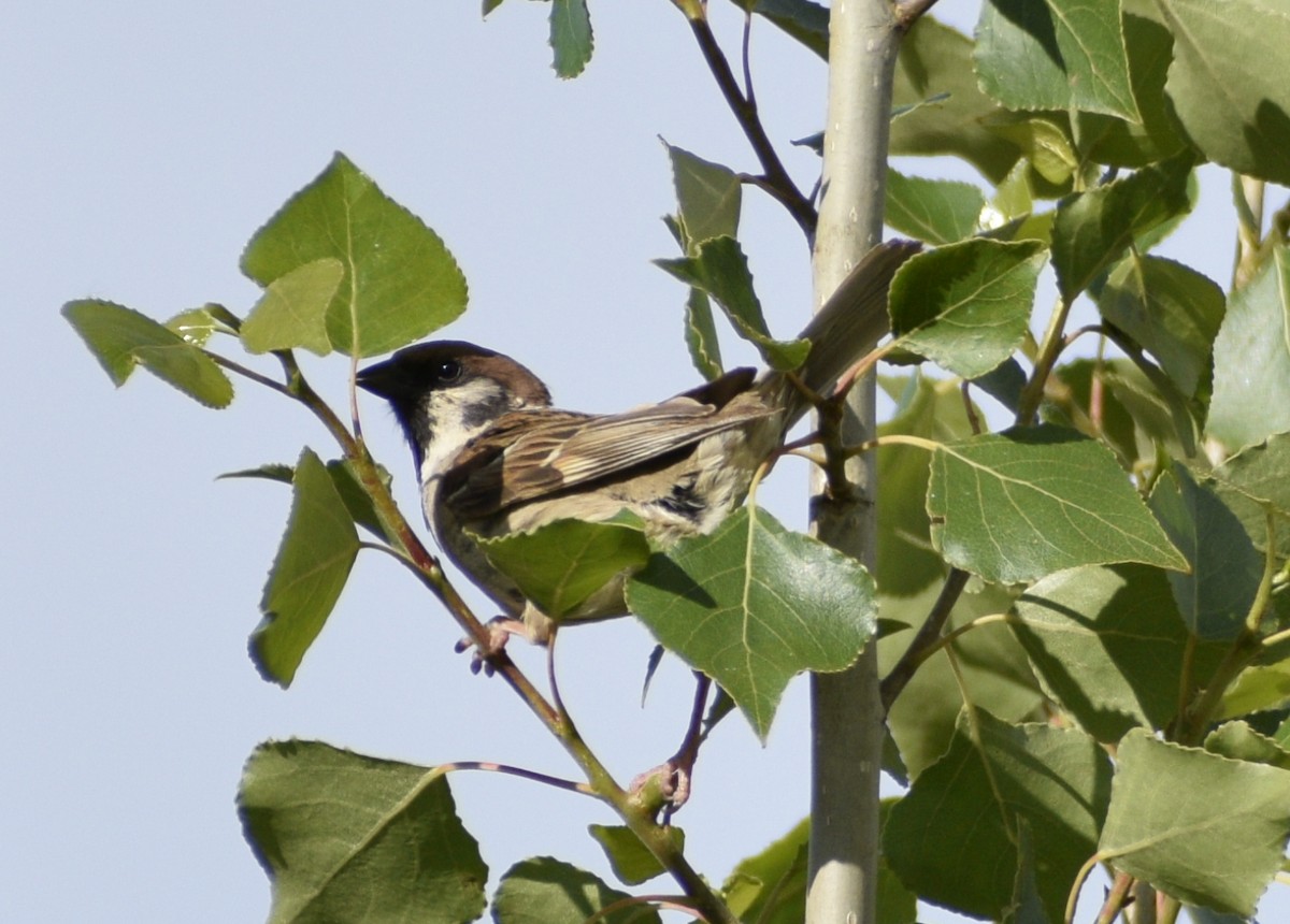 Eurasian Tree Sparrow - ML345663511