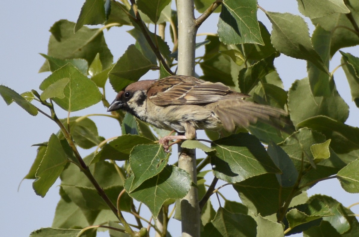 Eurasian Tree Sparrow - ML345663521