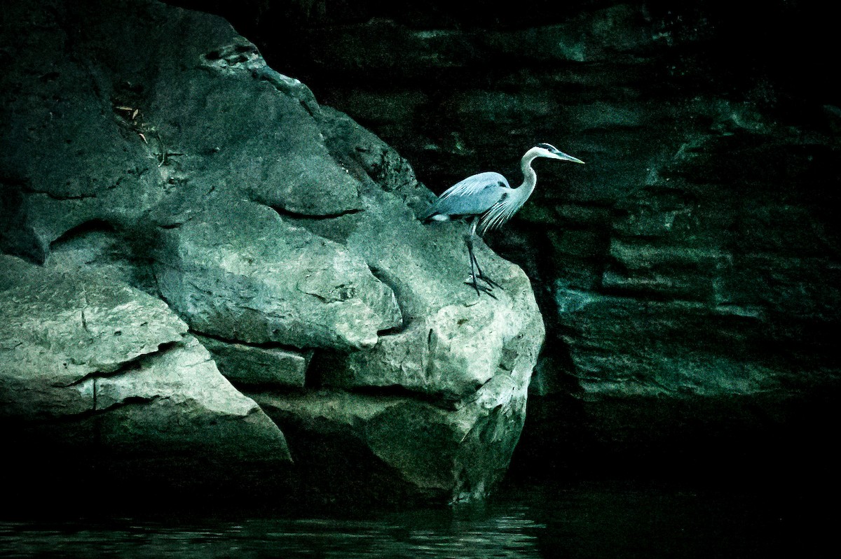 Great Blue Heron - zach lance