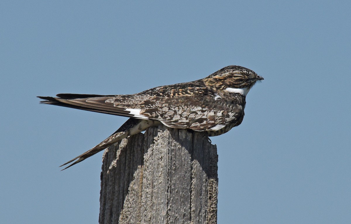 Common Nighthawk - ML345664341