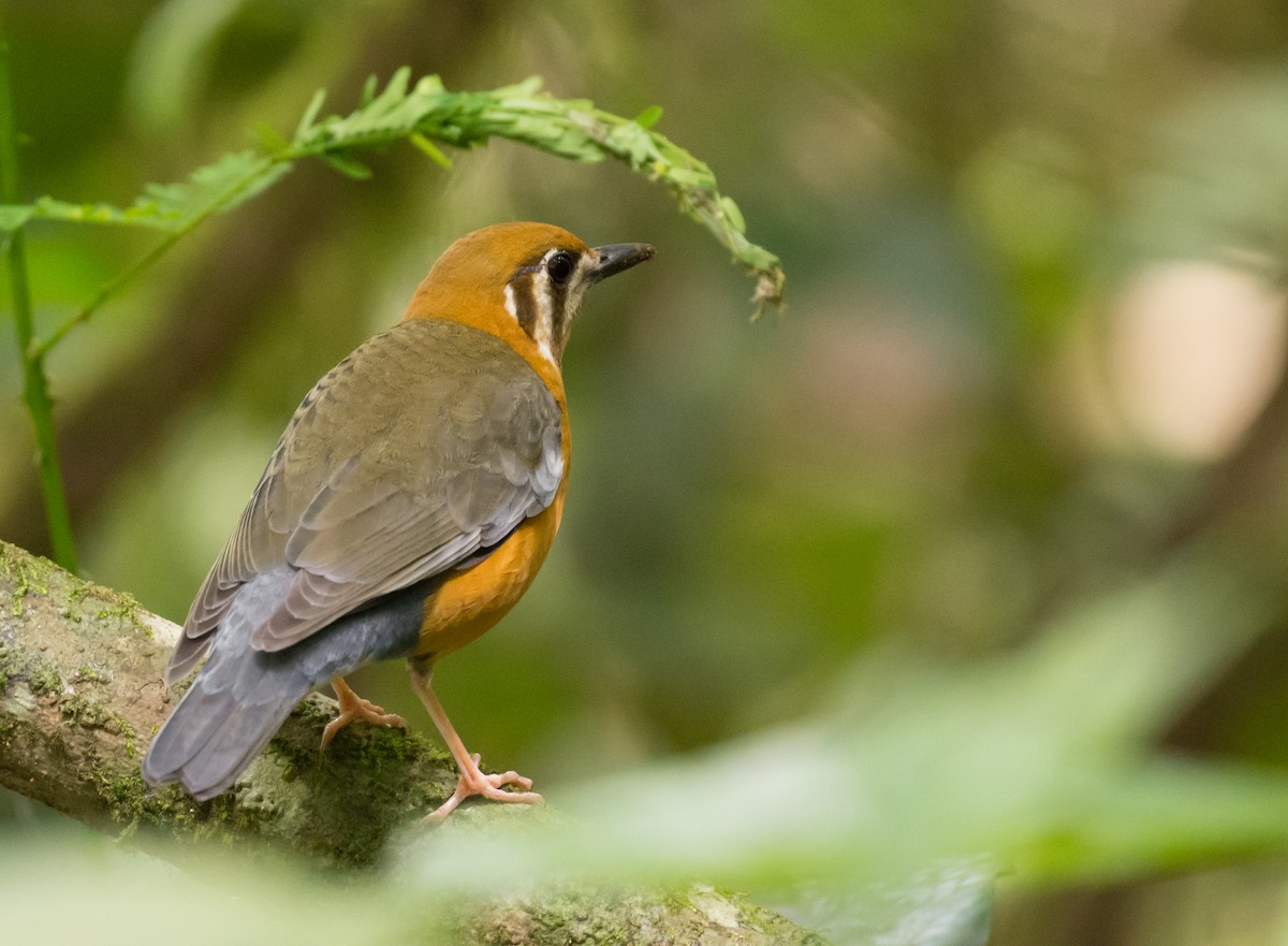 Orange-headed Thrush - ML345665101