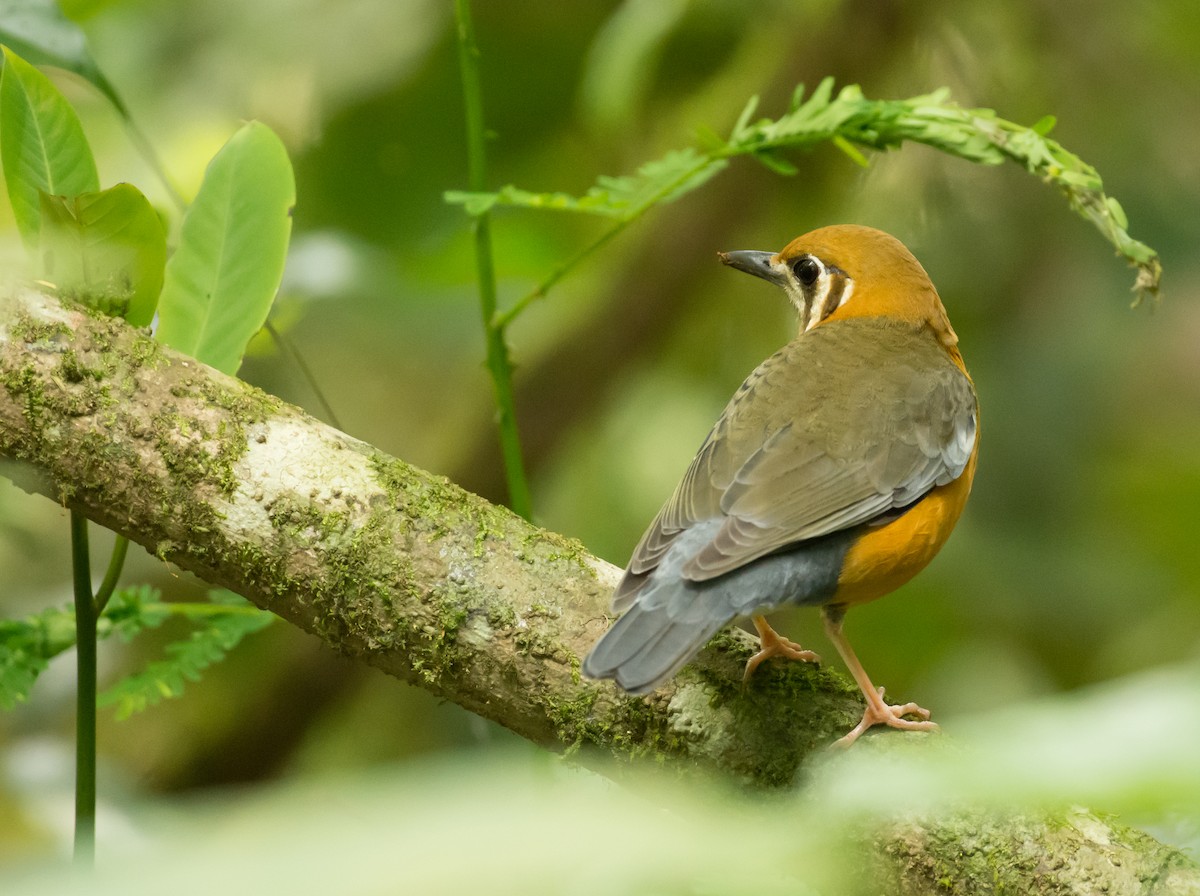 Orange-headed Thrush - ML345665131