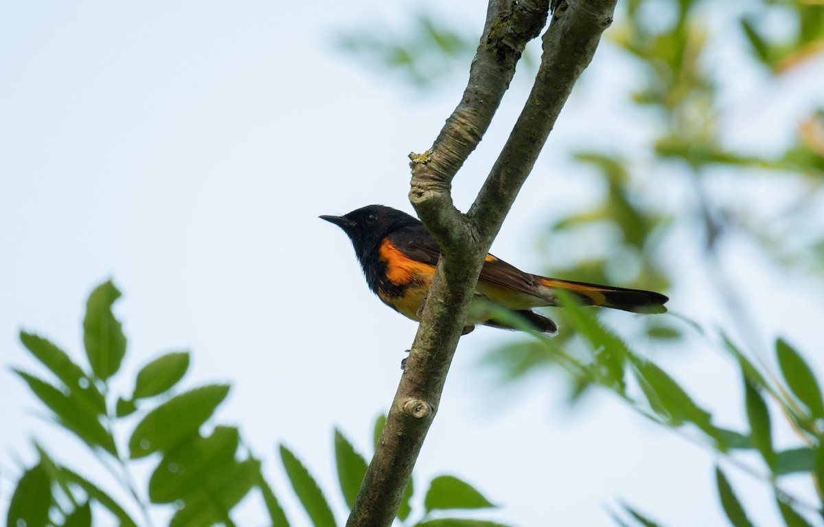 American Redstart - ML345665531