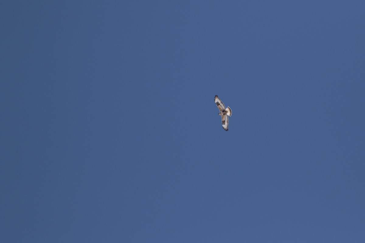 Rough-legged Hawk - ML345666301