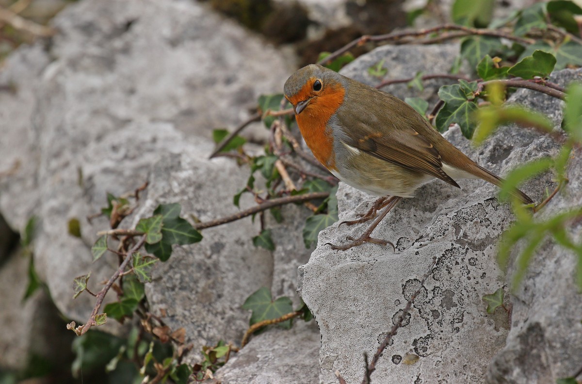 European Robin - Ryan Schain