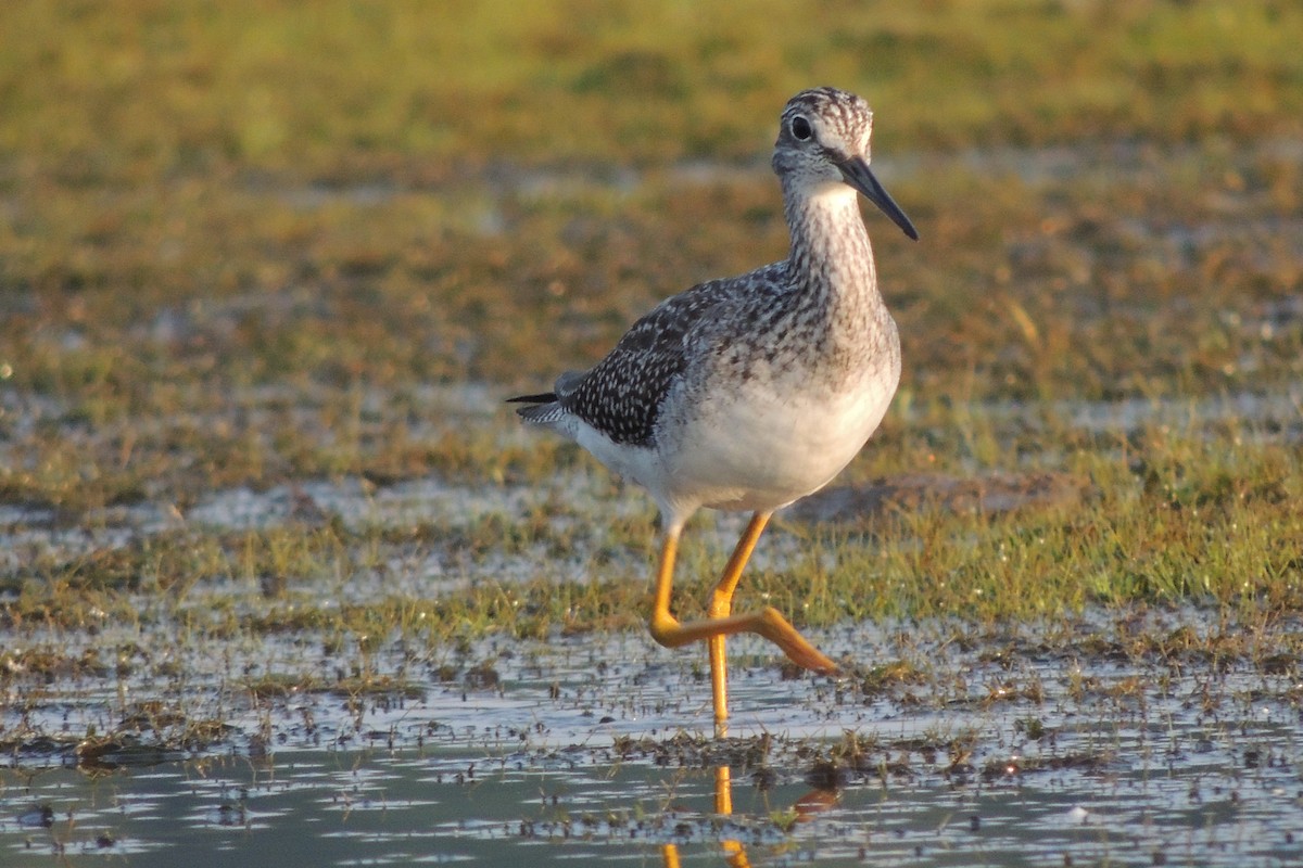 Greater Yellowlegs - Rick Robinson