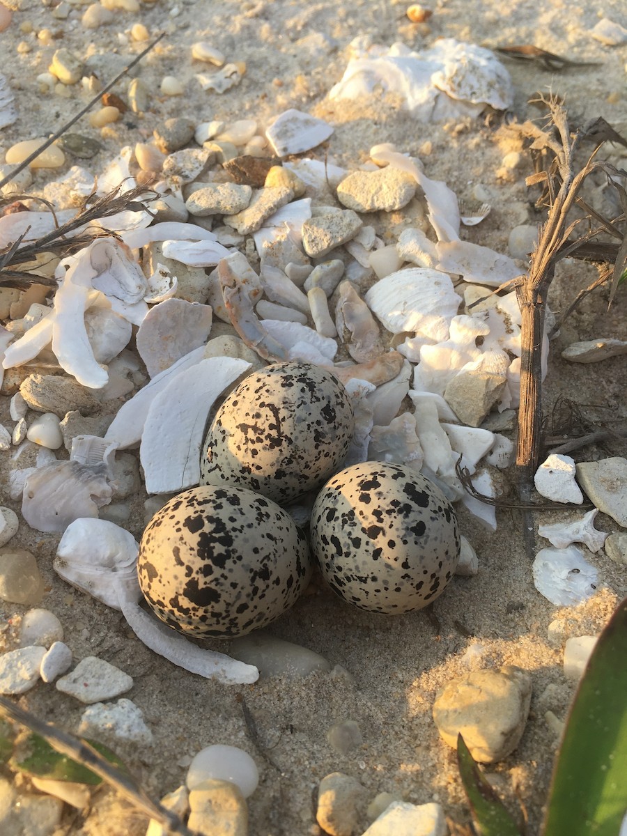 Wilson's Plover - ML345668281