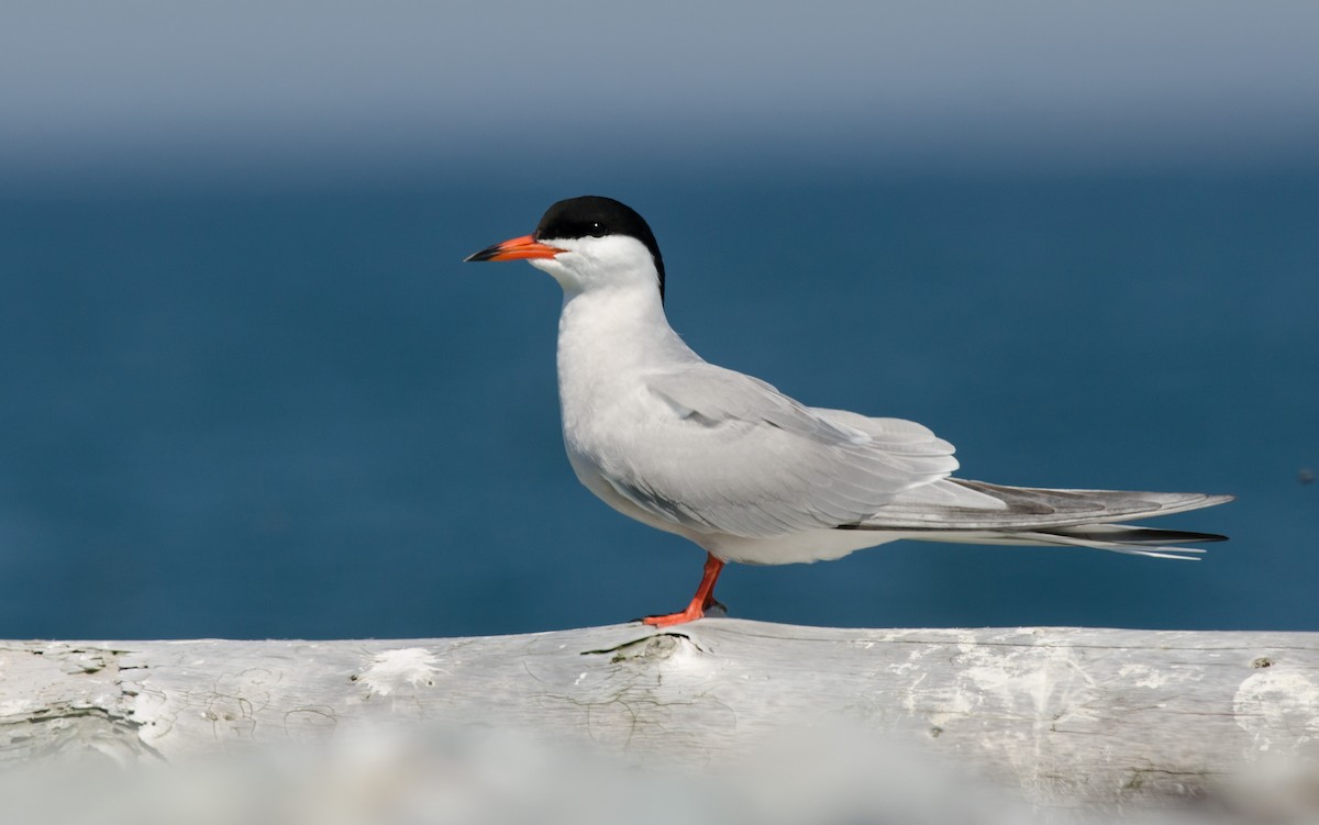Common Tern - Alix d'Entremont
