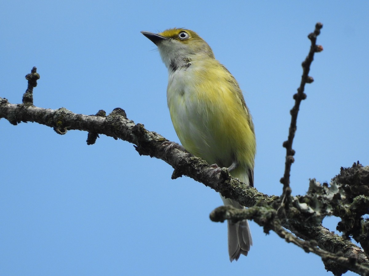 White-eyed Vireo - ML345673871