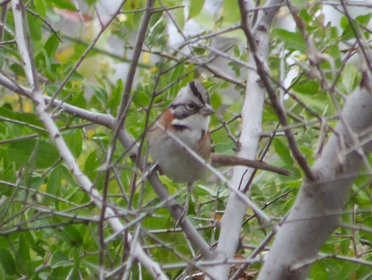 Rufous-collared Sparrow - ML345673941