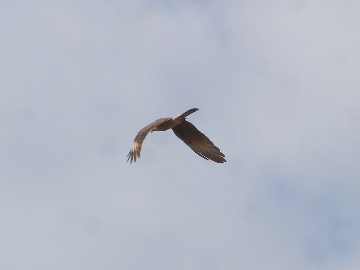 Caracara Chimango - ML345674581