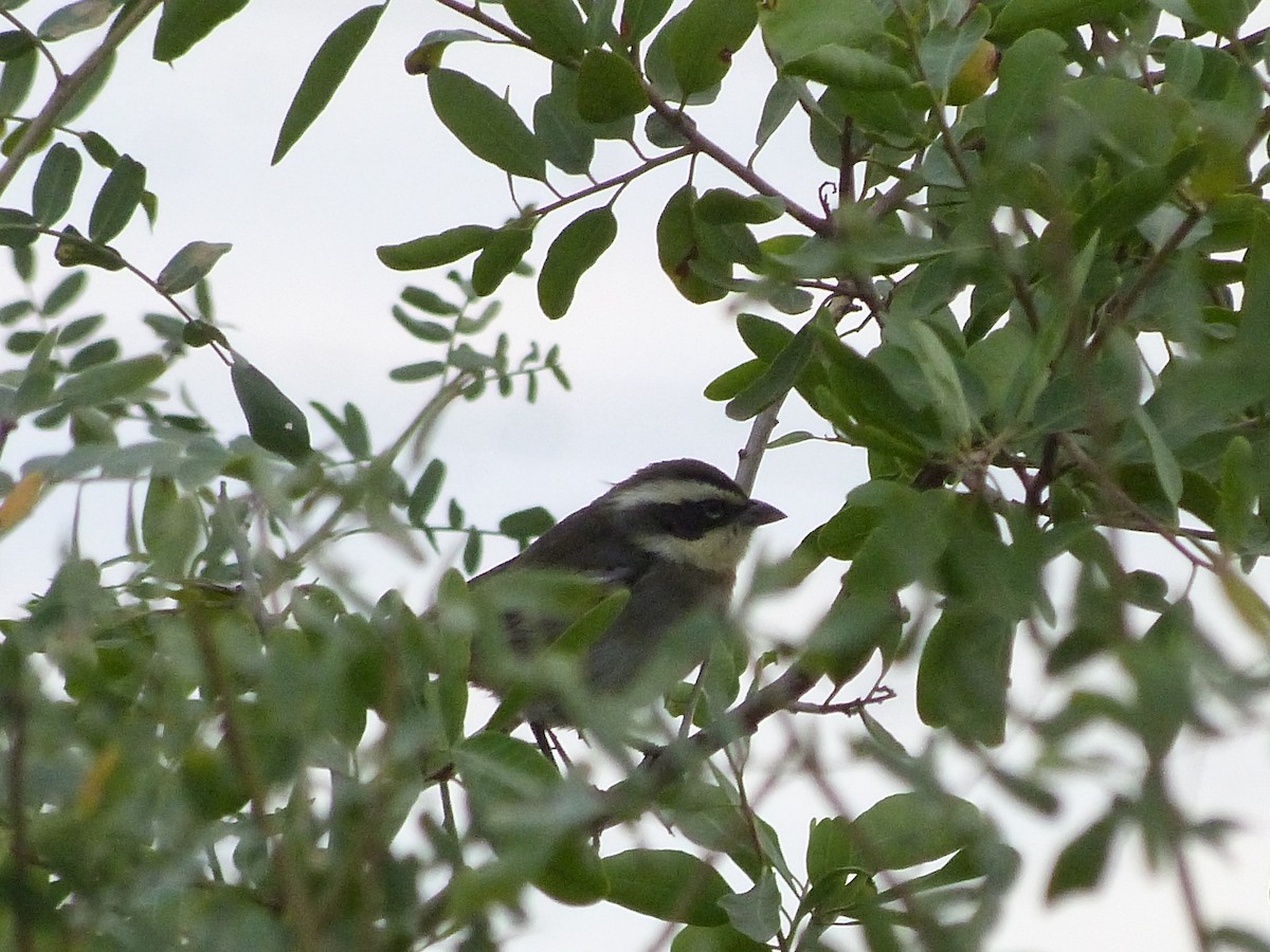 Ringed Warbling Finch - ML345674741