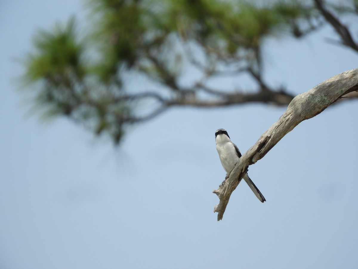 Loggerhead Shrike - ML345674831