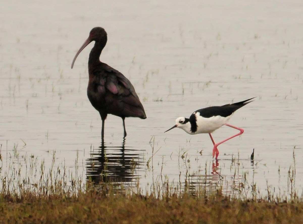 rødmaskeibis - ML34567531