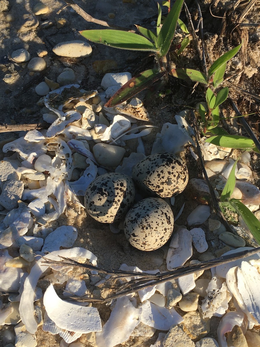 Wilson's Plover - ML345677651