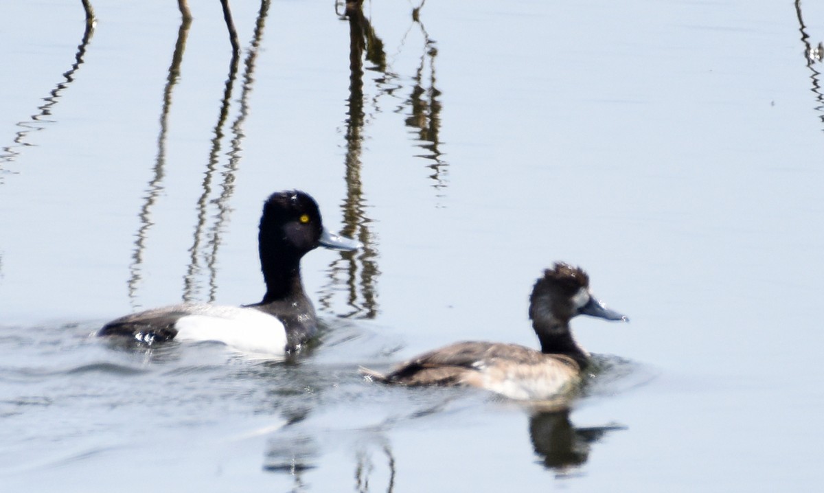 Lesser Scaup - ML345678871