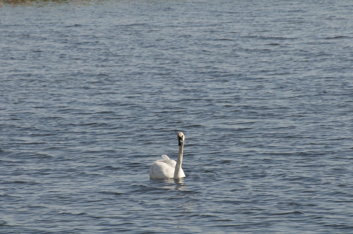 Trumpeter Swan - Anonymous