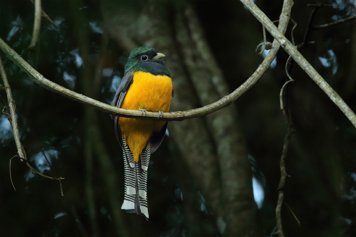 Atlantic Black-throated Trogon - ML345681561