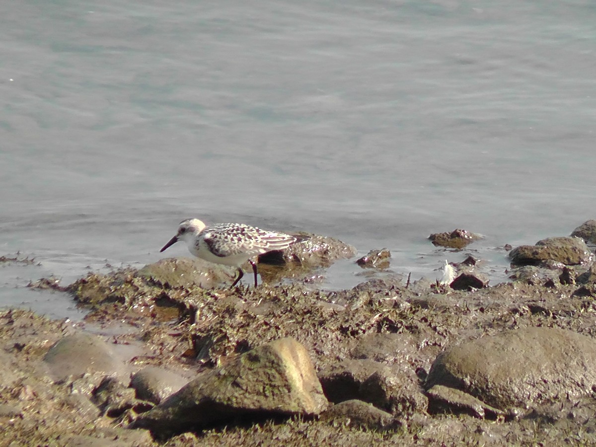 Sanderling - Evan Edelbaum