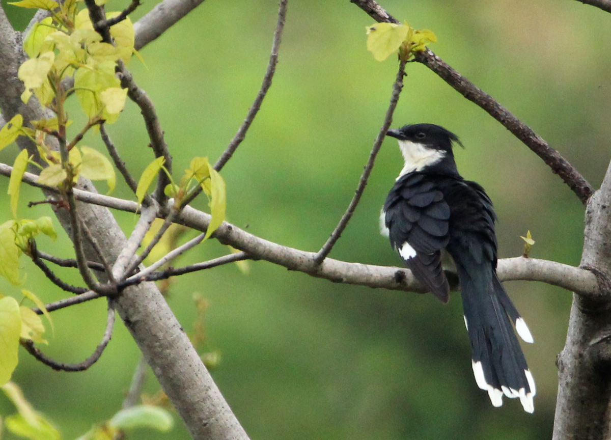 Pied Cuckoo - ML345683551