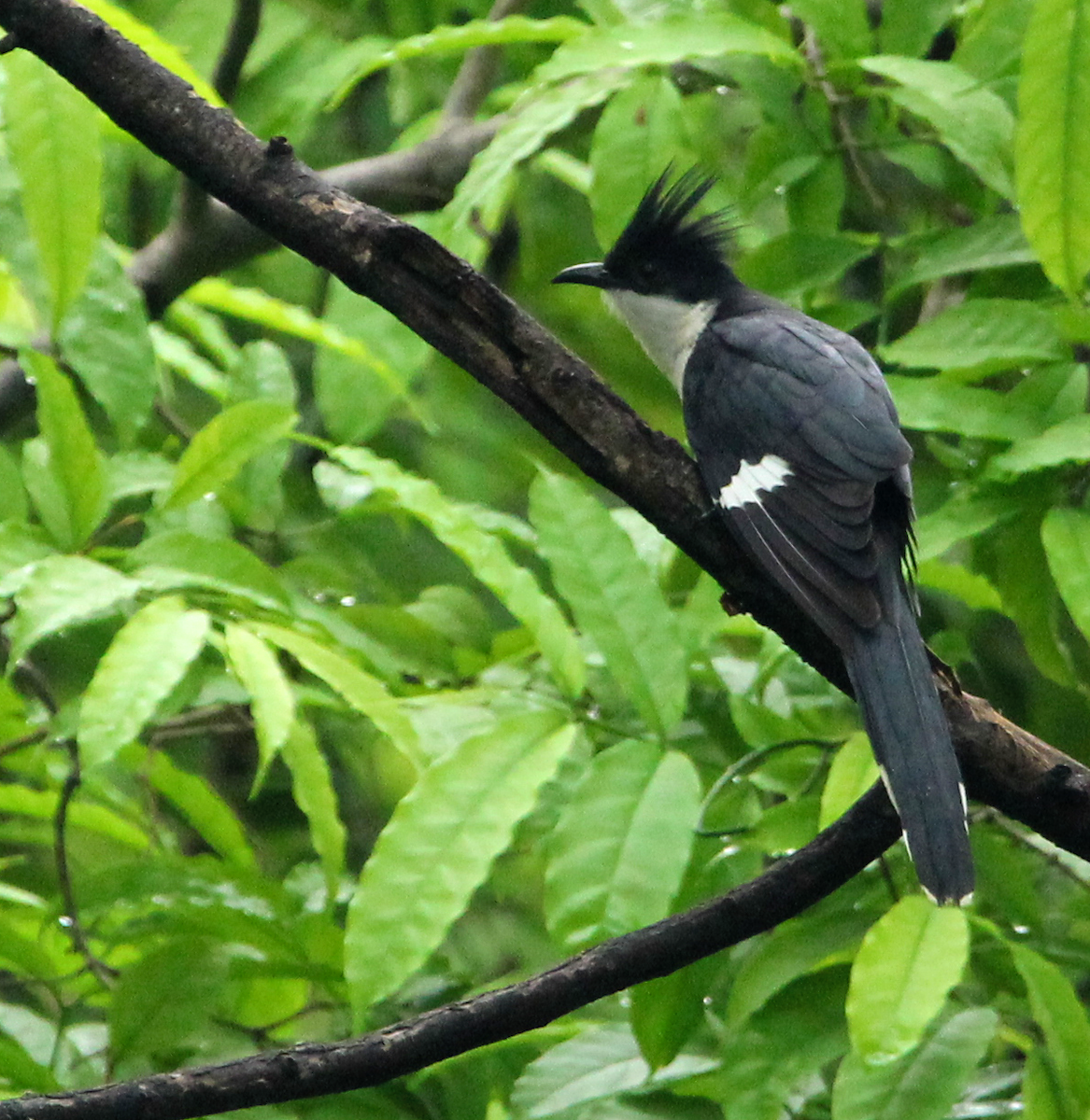 Pied Cuckoo - ML345683621