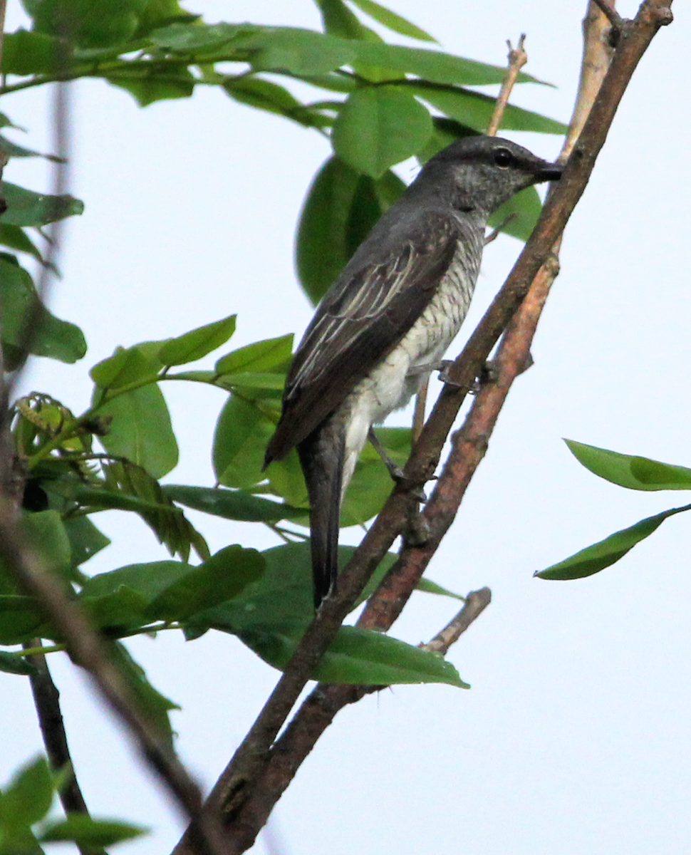 Black-headed Cuckooshrike - ML345683751