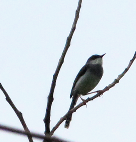 Prinia de Hodgson - ML345683881