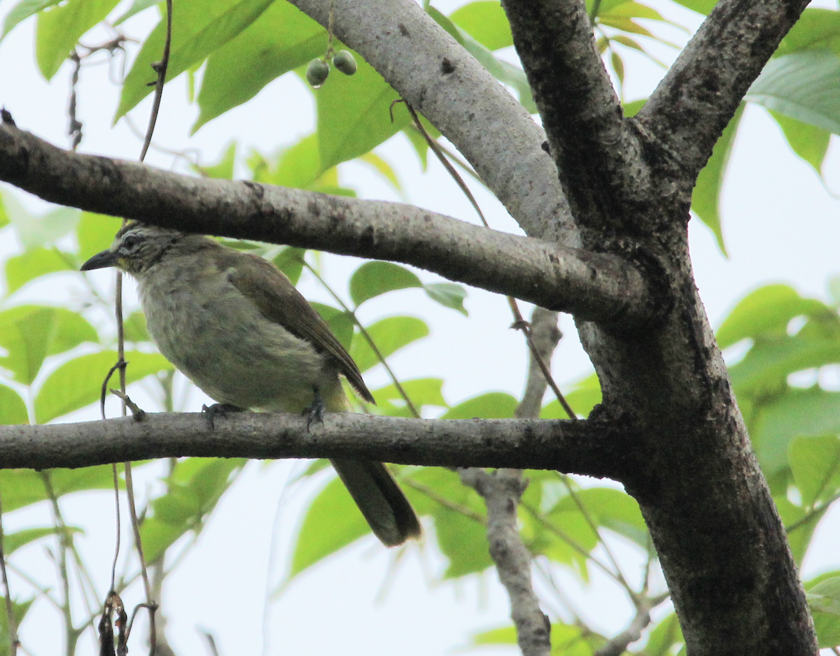 White-browed Bulbul - ML345683951