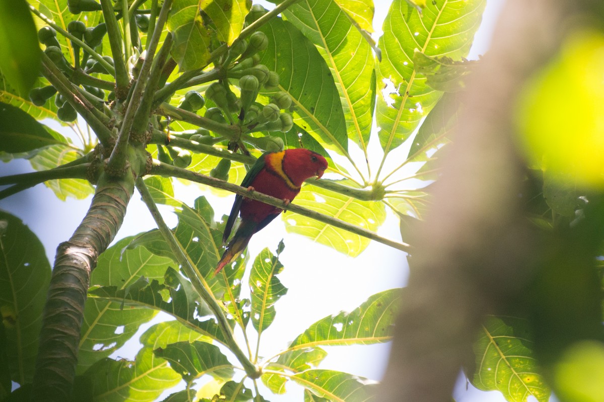 Duchess Lorikeet - ML34568541