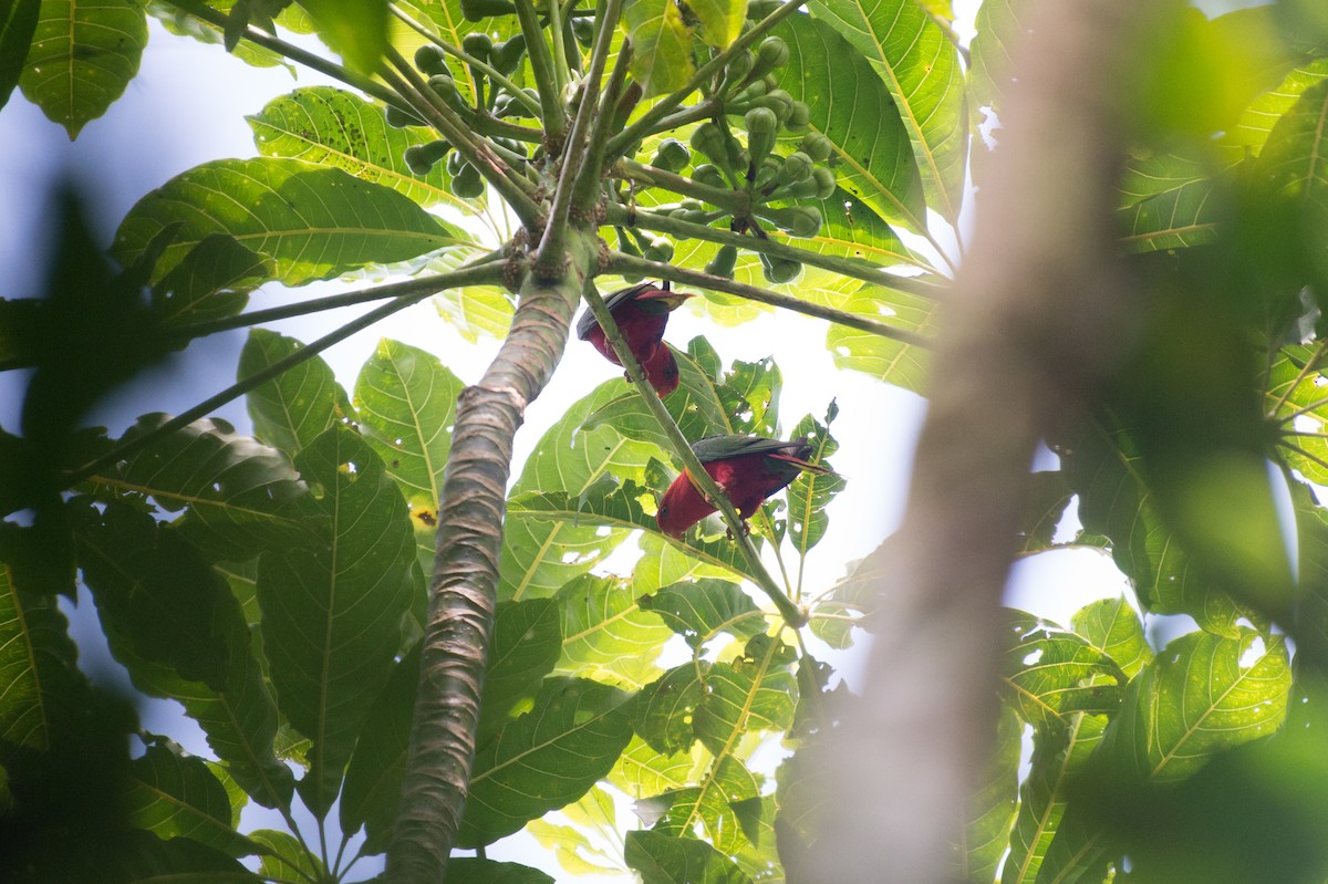 Duchess Lorikeet - ML34568551