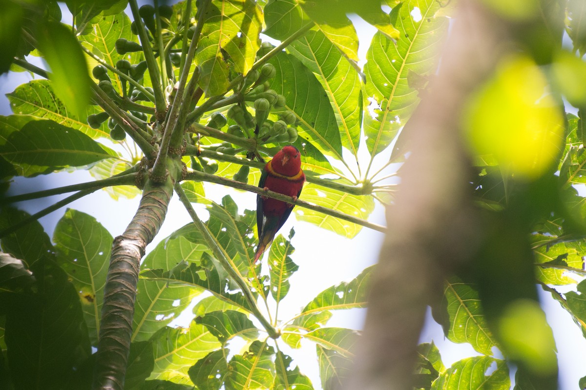 Duchess Lorikeet - ML34568561