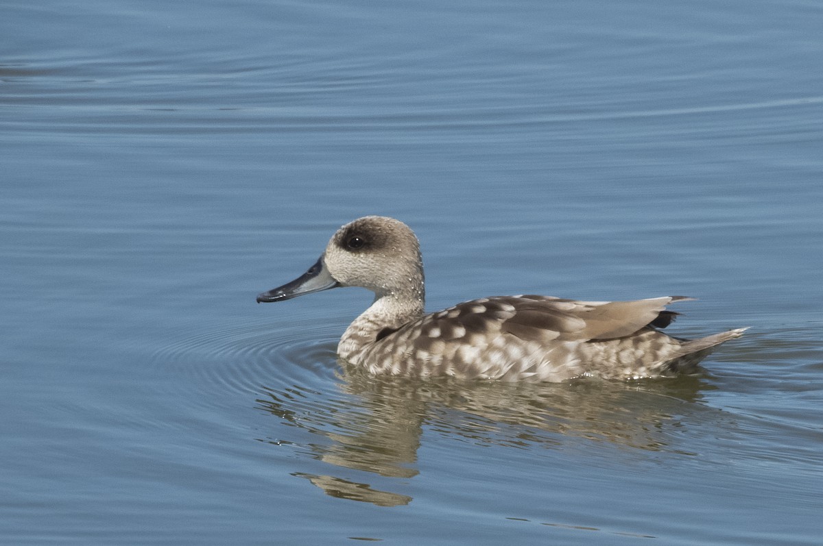 Marbled Duck - Matthias Tissot