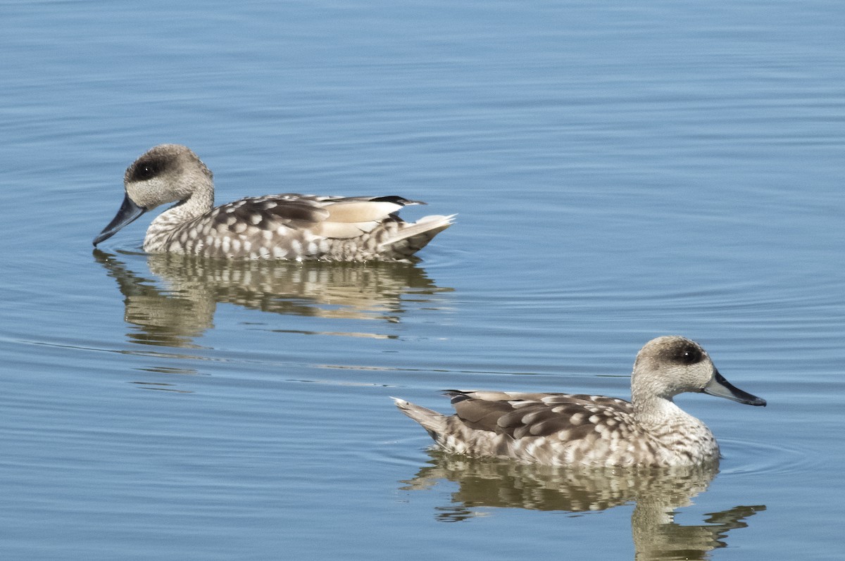 Marbled Duck - ML345685661