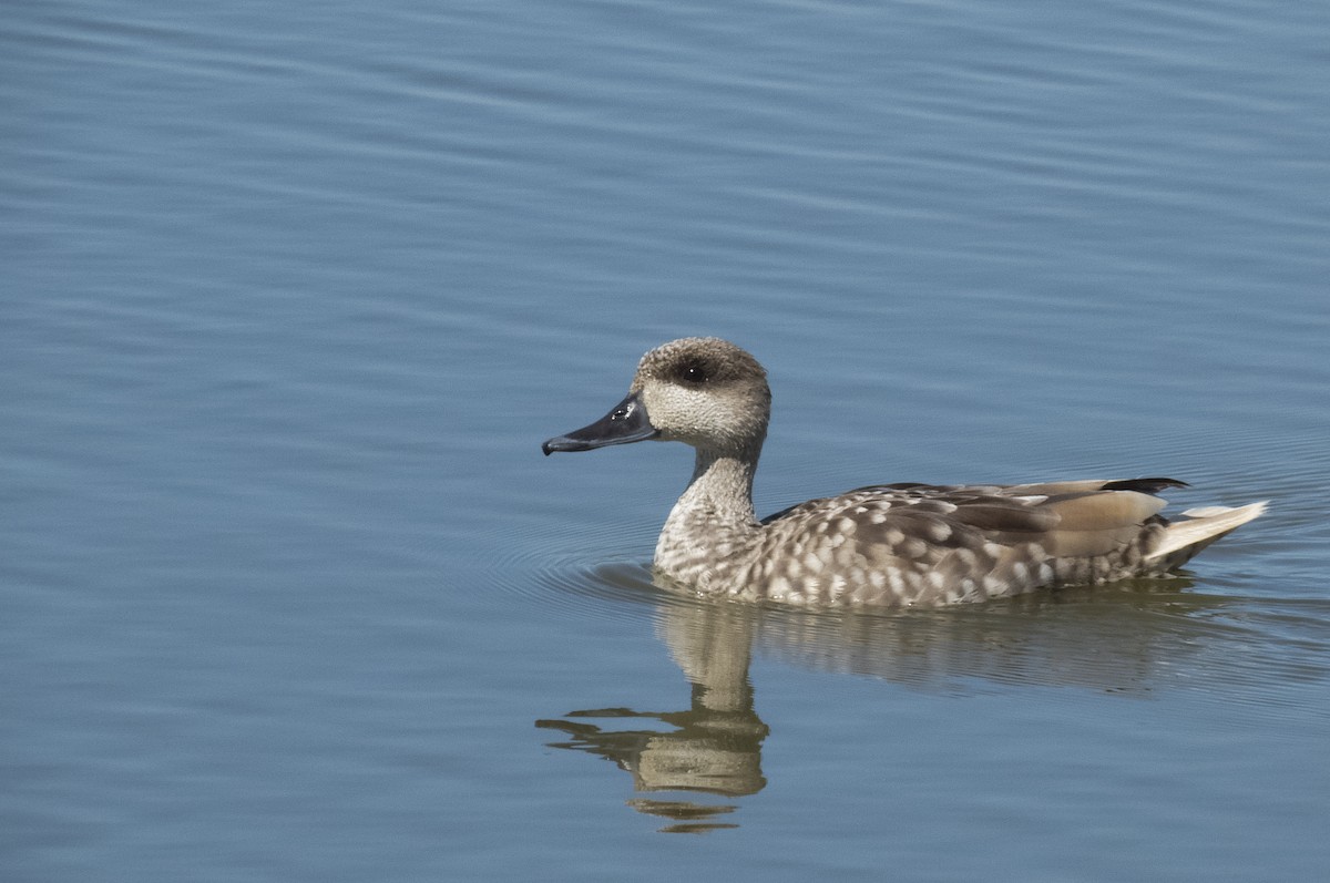 Marbled Duck - Matthias Tissot