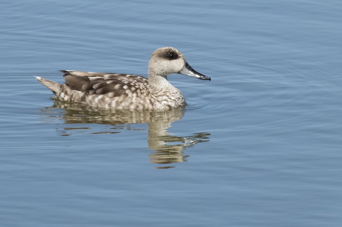 Marbled Duck - ML345685831